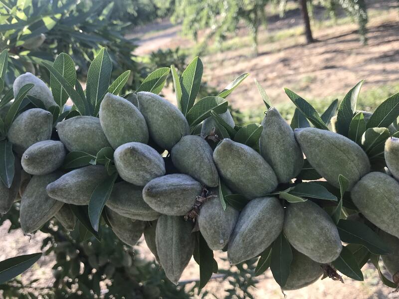Cerca de 1.800 cultivadores de frutales y frutos de cáscara obtendrán una ayuda excepcional por 2,3 millones de euros