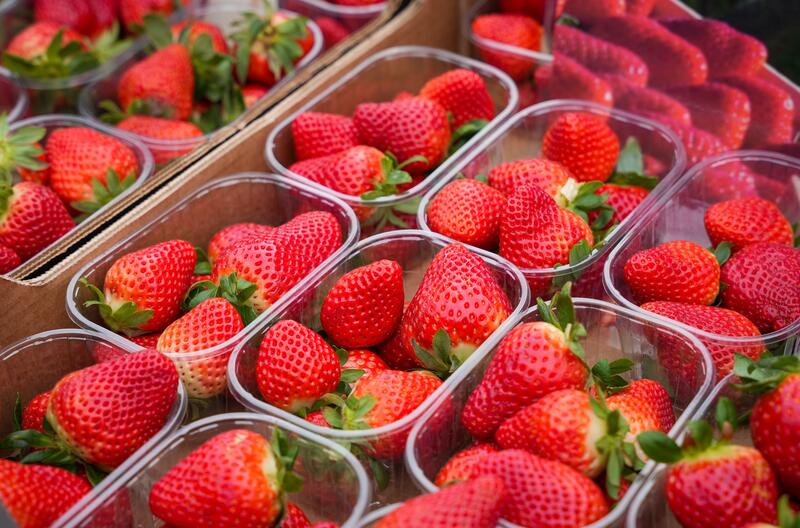 Freshuelva cierra su campaña con un sabor agridulce: Logra 221.000 toneladas de fresas, pero cae un 9% interanual
