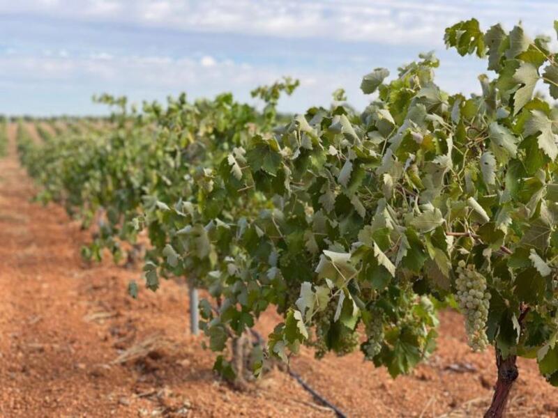Las organizaciones agrarias piden al Gobierno medidas urgentes para las viñas
