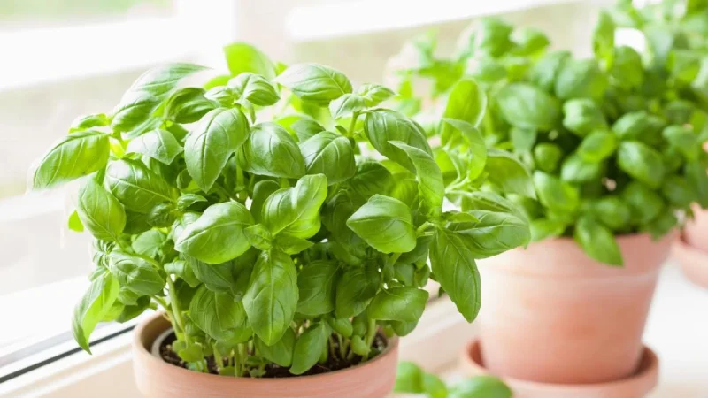 Esta planta aniquila a las moscas y puedes tenerla dentro de casa 15 Merca2.es Beneficios de los remedios naturales