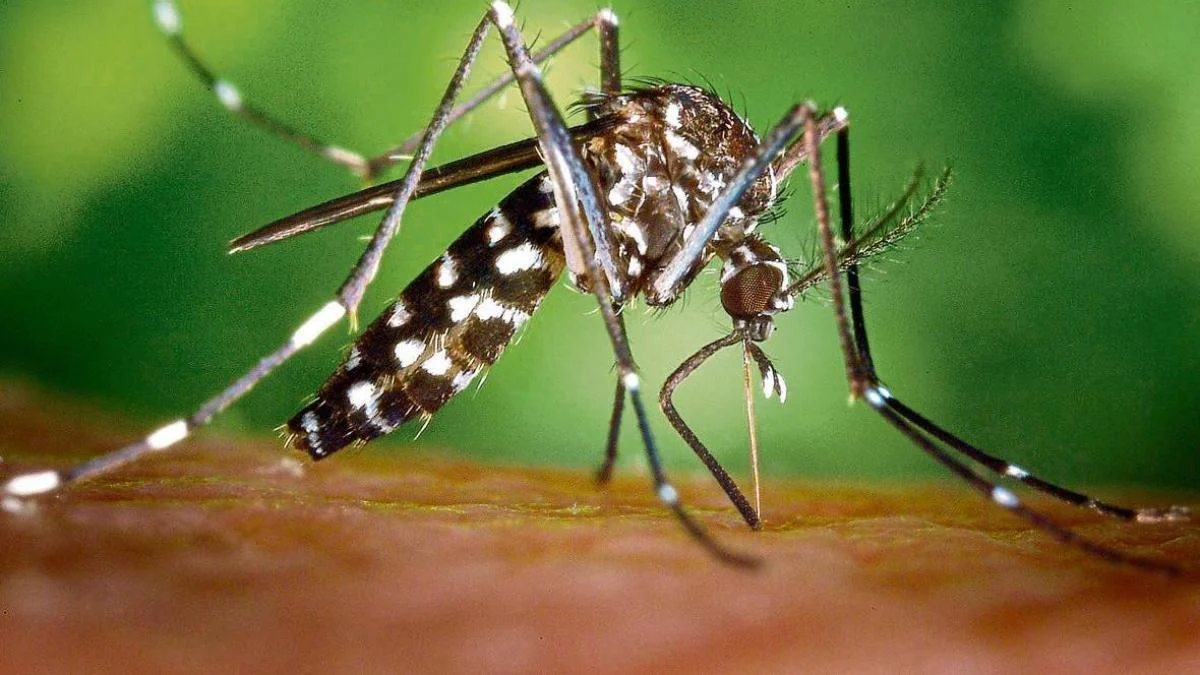 ¿Por qué los mosquitos prefieren a unas personas antes que a otras?