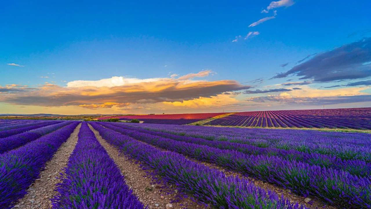 Descubre el increíble pueblo de Burgos con fascinantes bodegas romanas y campos de lavanda