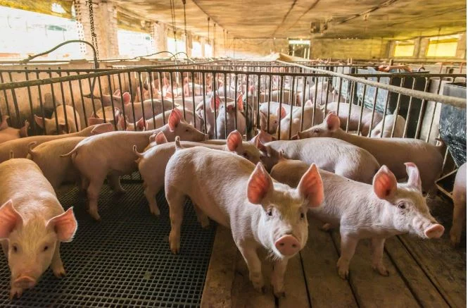 La contaminación de los acuíferos por nitratos procedentes de la ganadería, en el punto de mira de la Unión Europea