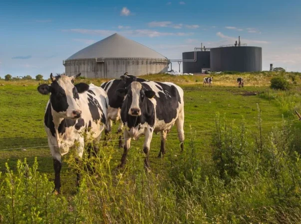 ¿Qué significan las tres vacas?