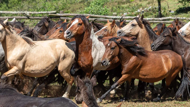 rapa das bestas abf887e4 1885381752 240702112030 1200x675 Merca2.es