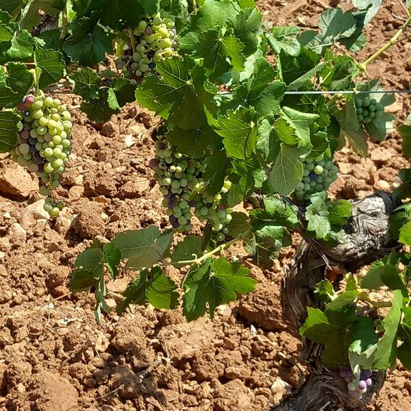 La Unió advierte de que la sequía desencadenará la peor cosecha de uva de vinificación en las últimas tres décadas