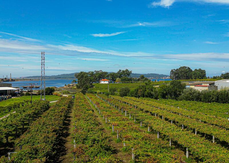 Los pueblos dedicados a la producción de vino en España crean un 50% más de trabajos
