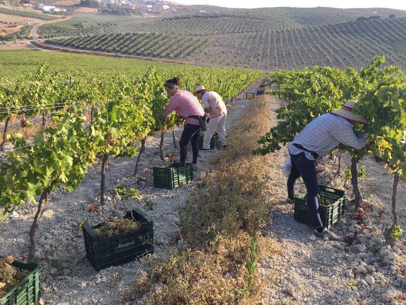Córdoba inicia la cosecha del varietal Pedro Ximénez y Asaja anticipa una vendimia especialmente corta