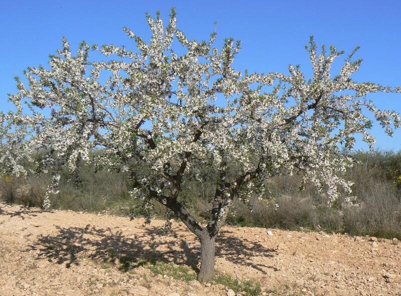 Agricultura completa las pruebas de valor agronómico en nuevas variedades de cultivos invernales