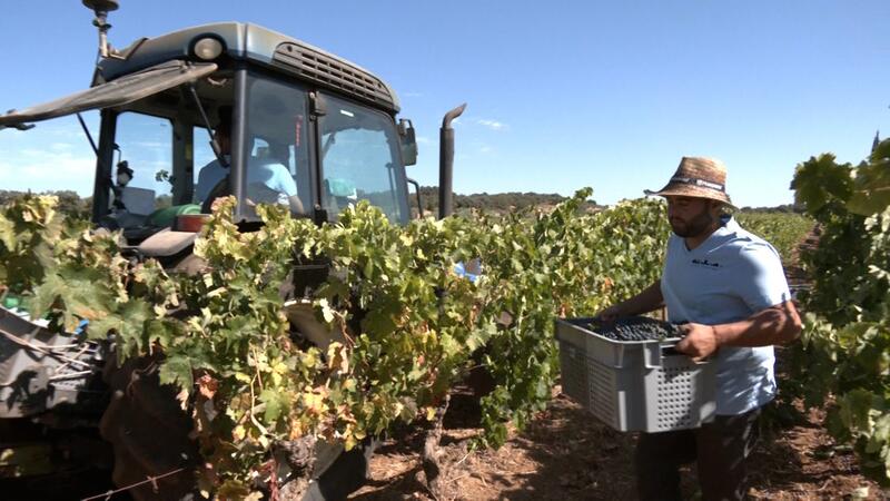 Ronda anticipa su vendimia, apostando por variedades únicas de vinos tranquilos, tintos y blancos