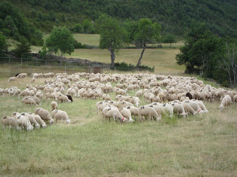 Asaja exige a los gobiernos que enfrenten la amenaza de la lengua azul y protejan el sector exportador