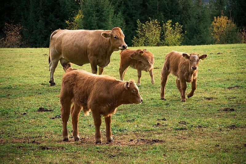 Cantabria reporta 85 casos de enfermedad hemorrágica, con 19 animales fallecidos