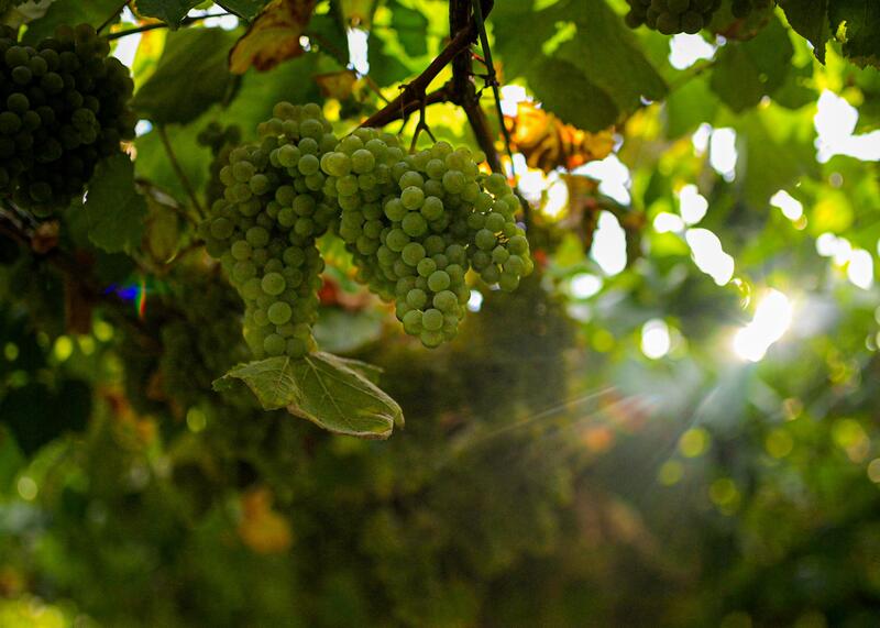 COAG solicita a las grandes bodegas que respeten a los viticultores y ofrezcan precios rentables en la vendimia