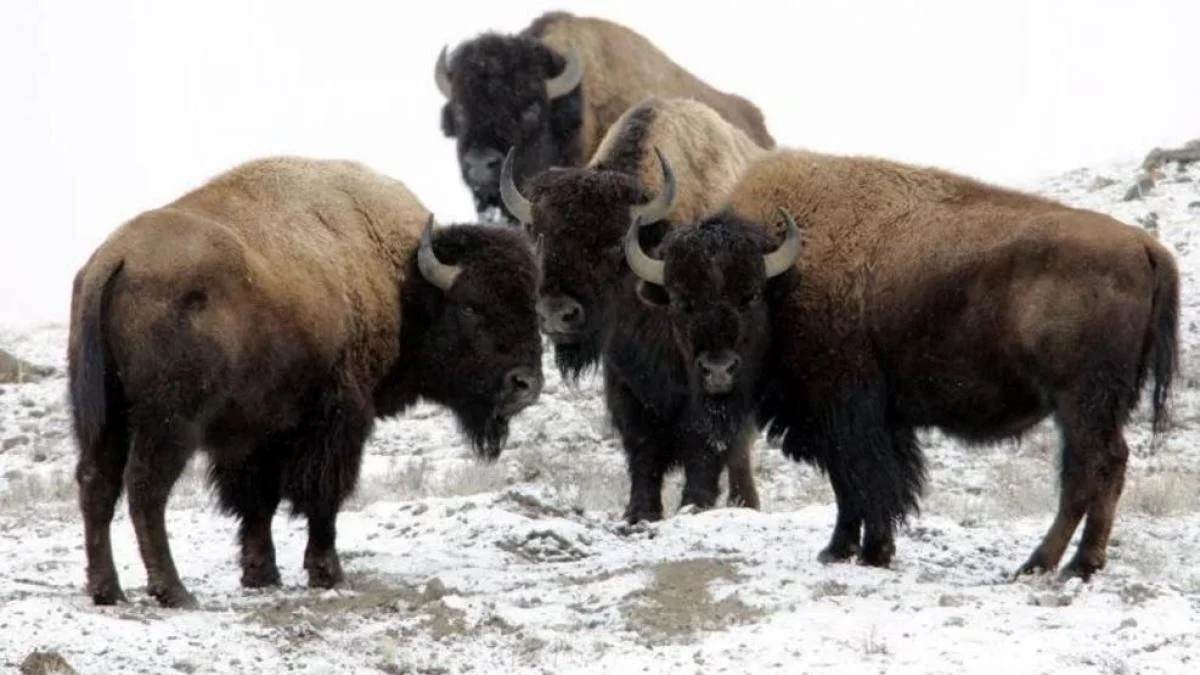 El ingenioso filtro de Instagram de Yellowstone para evitar que los turistas molesten a los bisontes