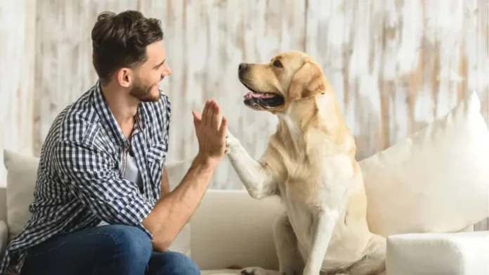 La última oferta de Lidl: comederos y juguetes inteligentes para mascotas por menos de 15 euros