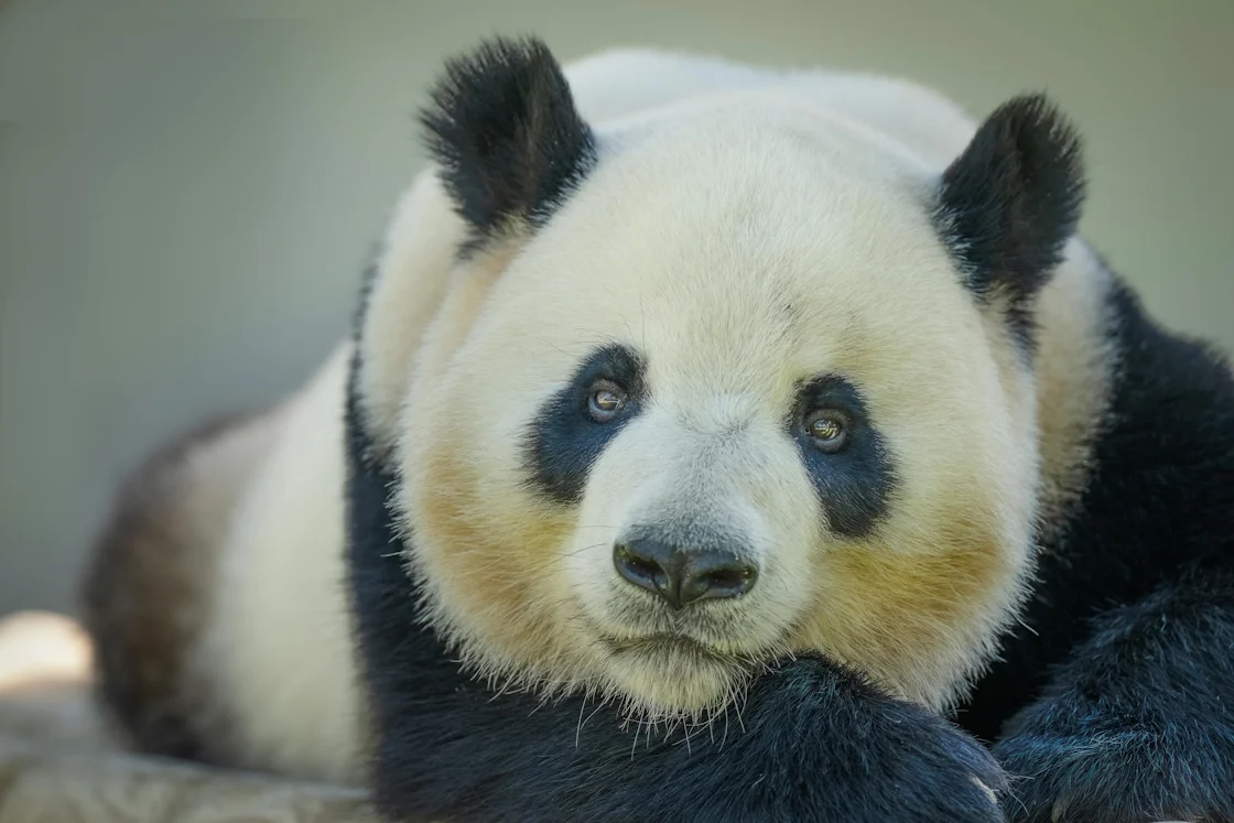 Se dispara la emisión de bonos panda en 2024 según Standard & Poor’s