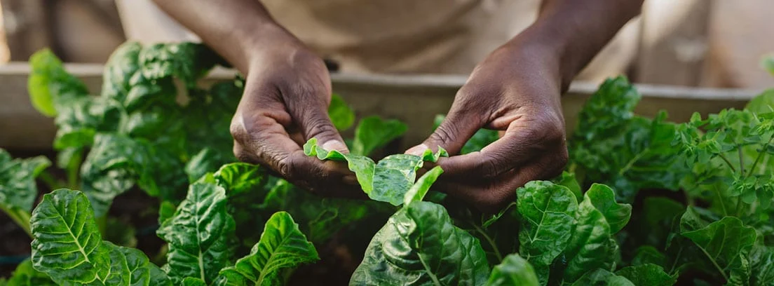 La FEN recomienda este oro verde de la nutrición por sus increíbles propiedades saludables