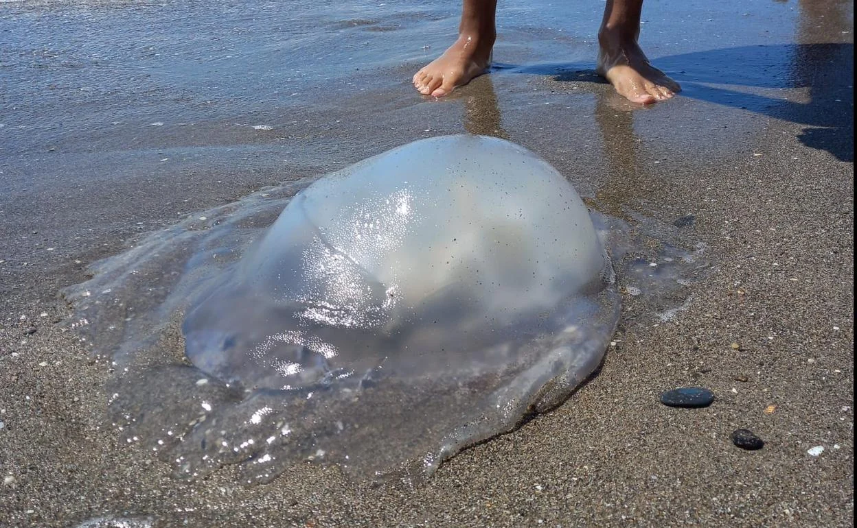 ¡Un verano sin medusas en Málaga! Descubre porque este verano no hay medusas en las costas managüenses en 2024