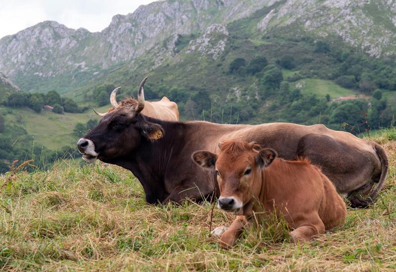 Cantabria revela 160 casos de enfermedad hemorrágica y 28 muertes de animales en agosto