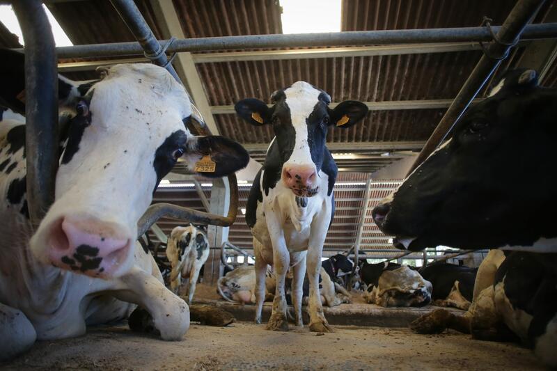 Facua solicita al Gobierno investigar el aumento de hasta el 19,4% en los precios de la leche en los grandes supermercados