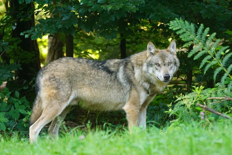 Galicia presiona al Gobierno para obtener ayudas a los ganaderos afectados por el lobo