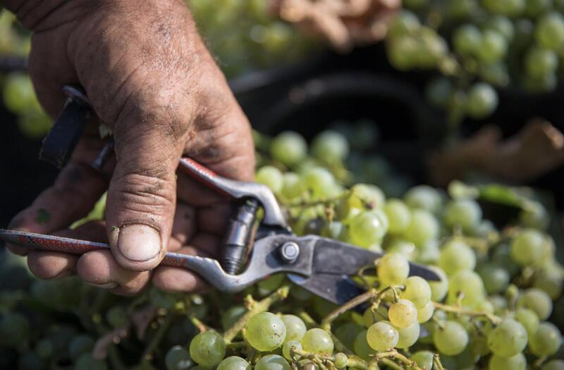 El Marco de Jerez termina la vendimia con retornos previos al 2019 y un aumento del 25% en producción respecto a 2023