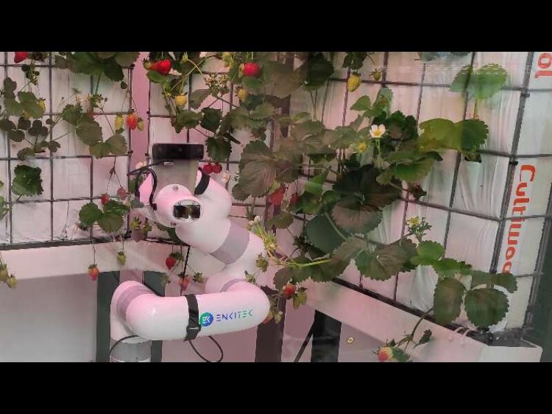 La empresa Enkitek diseña un robot para recoger fruta y verdura con IA y 3D