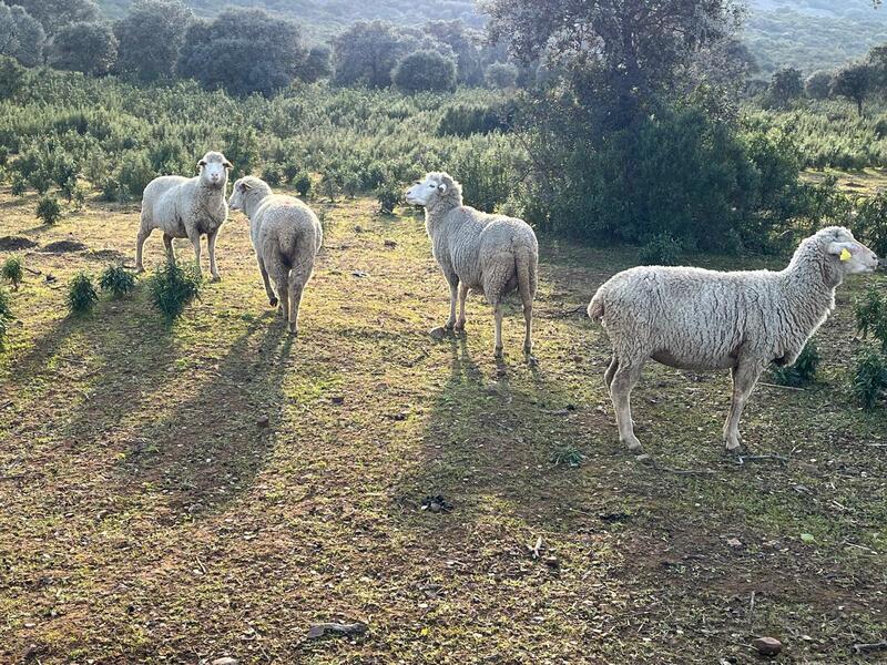 Extremadura presenta hasta el momento un único foco de lengua azul detectado y sin confirmar