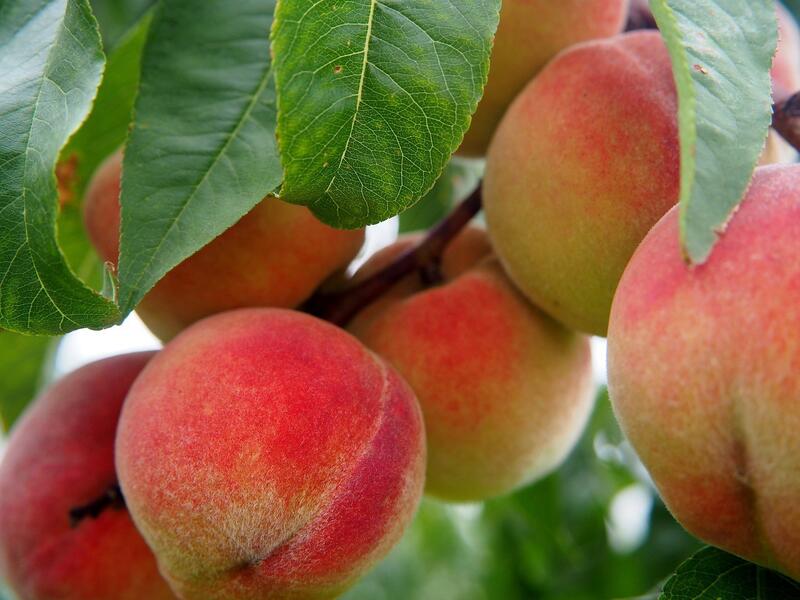 La cosecha de fruta de hueso alcanza más de 1,8 millones de toneladas, un 3% superior