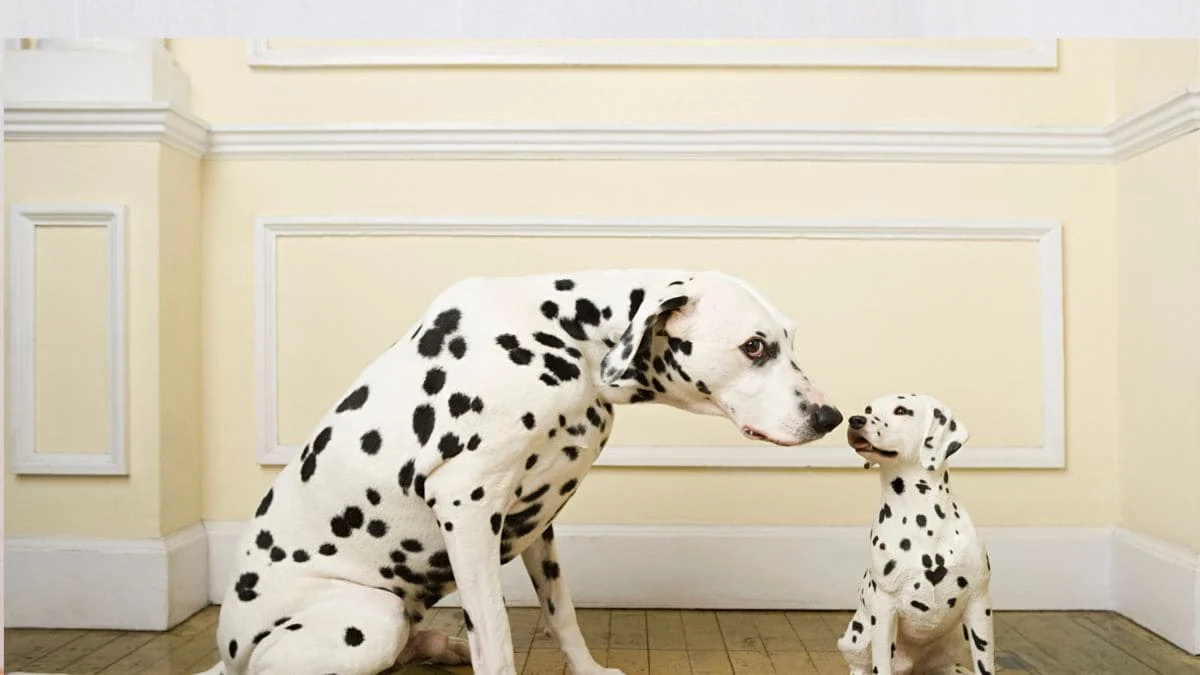 Ya no echarás de menos a tu mascota cuando falte ¡Ahorra y clónala, ya es posible!