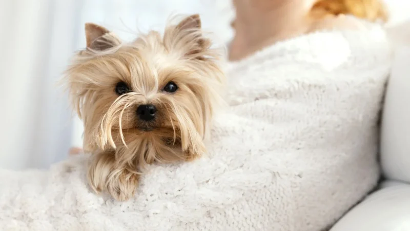 close up owner with cute dog Merca2.es