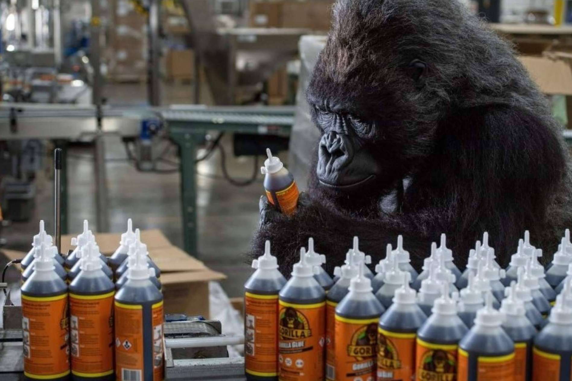 Gorilla Glue participará en la Feria Eurbrico de Valencia presentando su producto Insignia