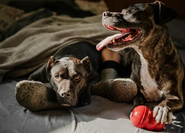 Mascotas perros alarmas unsplash 2 Merca2.es