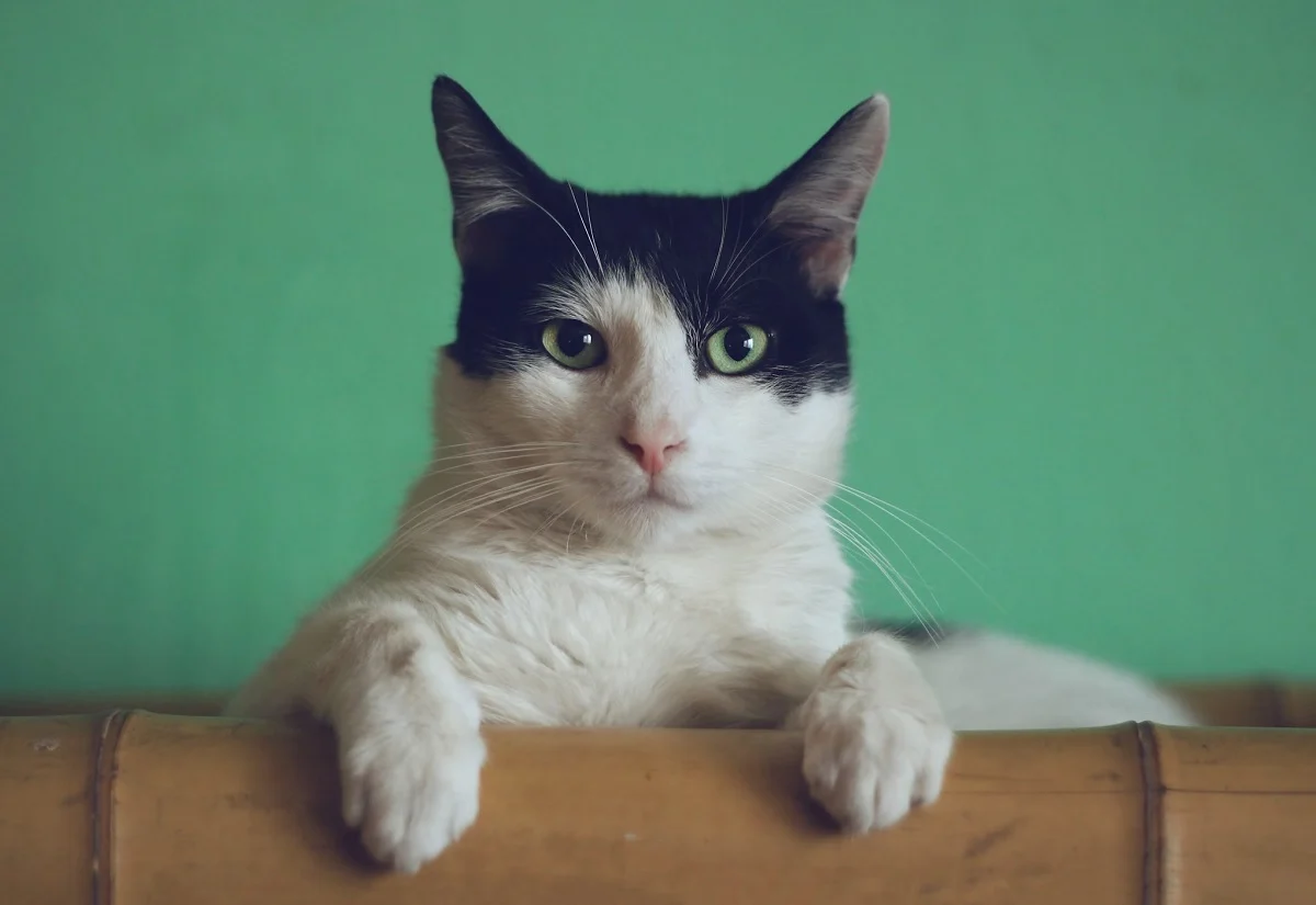Nace el primer comparador de seguros de mascotas