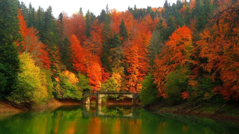 Selva de Irati en otono Navarra 1024x575 1 Merca2.es
