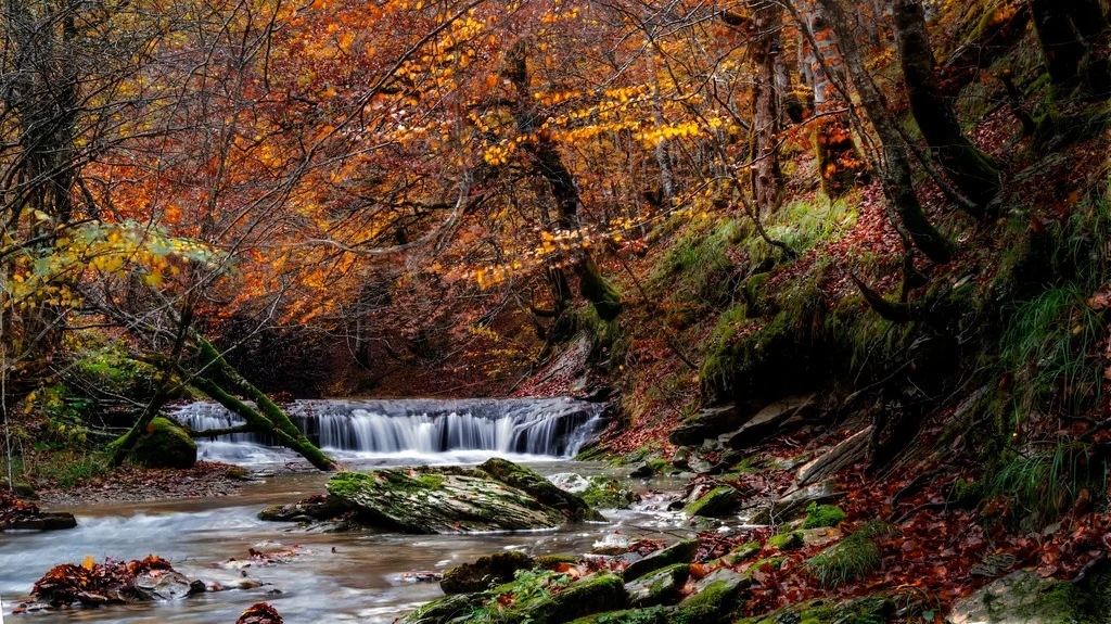 Si aún no lo conoces debes visitar este otoño la magia de la Selva de Irati en Navarra