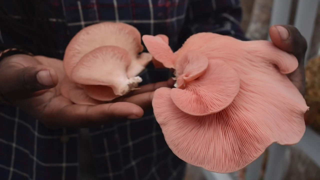 Te contamos el mejor método para dejar tus setas sin un grano de tierra