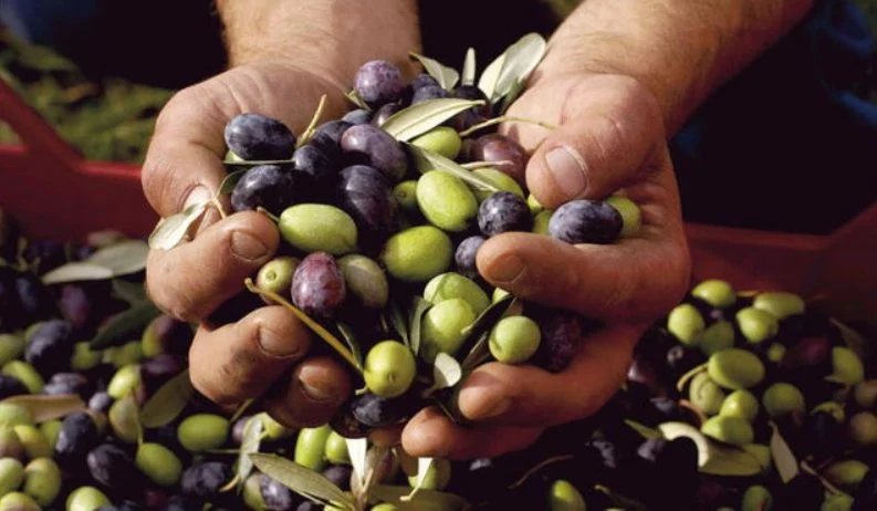 La fruta bioactiva que combate el sobrepeso de forma eficaz y sin efecto rebote
