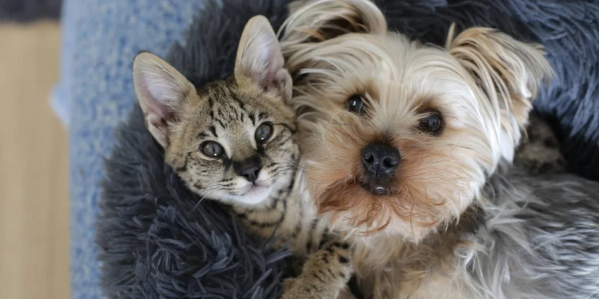 Multas de hasta 200.000 euros desde ahora a las tiendas que hacían esto con perros y gatos