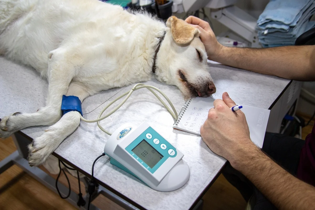 Seguros para mascotas: ¿qué ofrecen y cómo elegir el más adecuado?