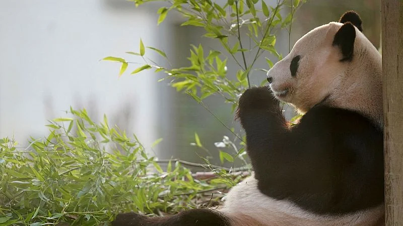¿Por qué China ha nombrado policía honorario un bebé de oso panda?