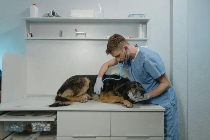 perro en veterinario Merca2.es