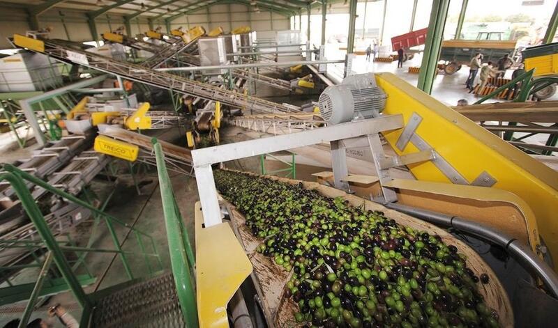 El precio del aceite de oliva virgen extra sigue a la baja, en 4,2 euros/litro en el inicio de 2025