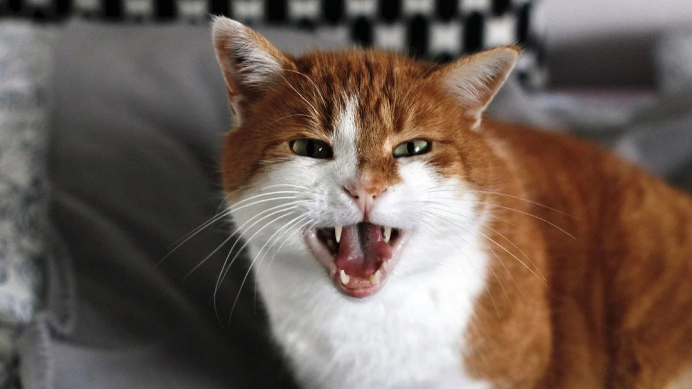 ¿Puede tu gato ser un psicópata? Te aclaramos lo que dice la ciencia