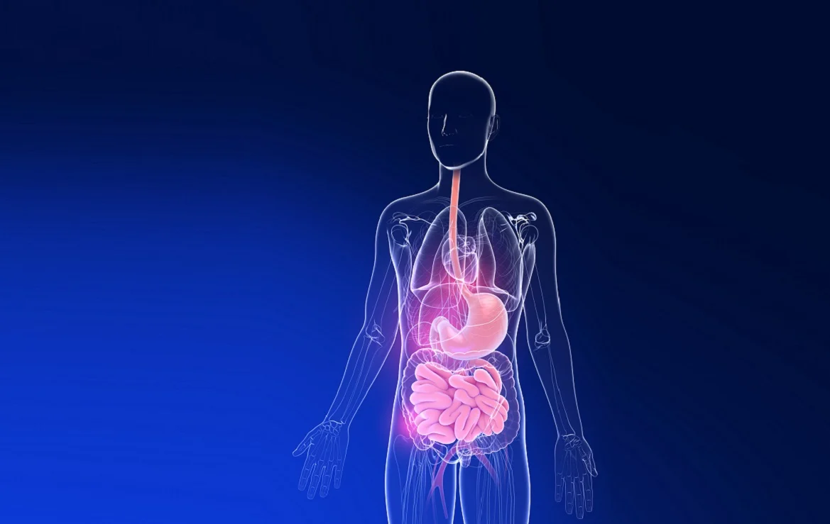 Dieta, estrés y otros factores que afectan al funcionamiento de nuestro sistema digestivo