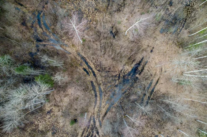 La solución definitiva para controlar incendios como el de Los Angeles 19 Merca2.es aerial view dense forest with bare autumn trees fallen leaves ground Merca2.es