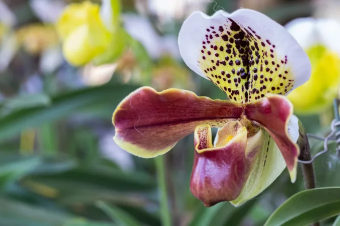 Ya te hemos contado todos los secretos que necesitas saber para tener orquídeas sanas y hermosas