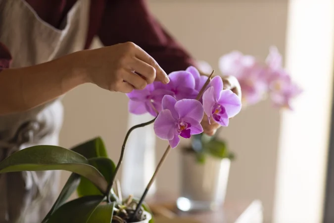 El papel clave del contenedor o maseta y el substrato que necesitan las orquídeas