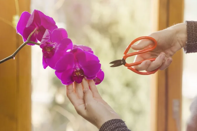 ¿Cómo hidratar adecuadamente las orquídeas?