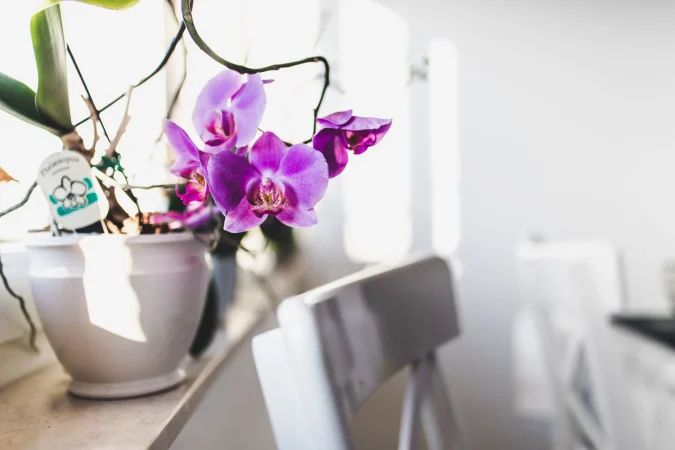 ¿Cuánta luz necesitan las orquídeas?